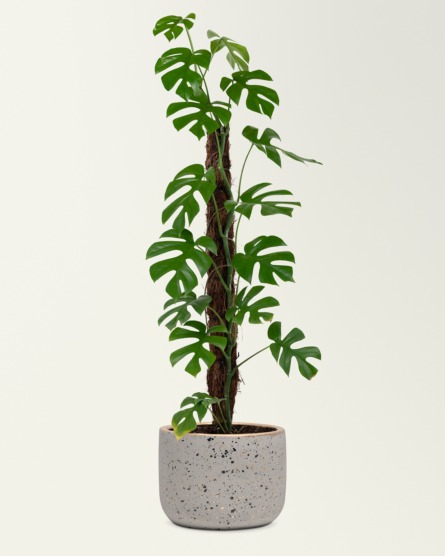 Demo-Artikel Möbel Zimmerpflanze Monstera Deliciosa ausverkauft Demo-Artikel Möbel Zimmerpflanze Monstera Deliciosa ausverkauft